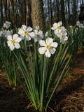 poet's daffodil, poet's narcissus, nargis, findern flower, pinkster lily